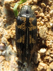 Buprestis consularis