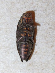 Buprestis consularis