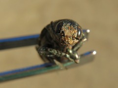 Buprestis consularis