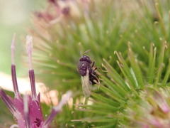 Perilampidae