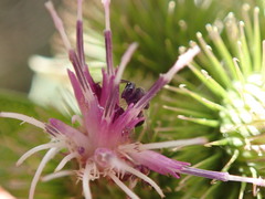 Perilampidae