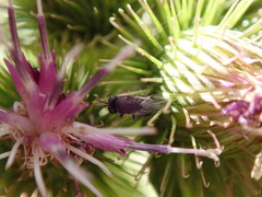 Perilampidae