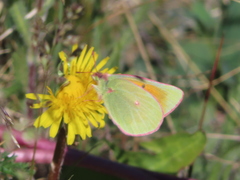 Colias meadii