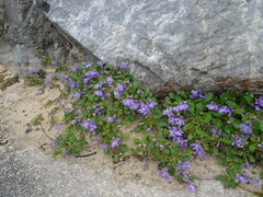 Ajuga pygmaea