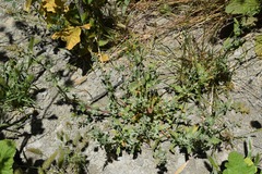 Extriplex joaquinana