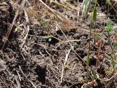 Trifolium bifidum decipiens