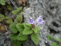 Scutellaria rubropunctata