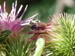 Perilampidae