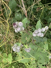 Arctium tomentosum