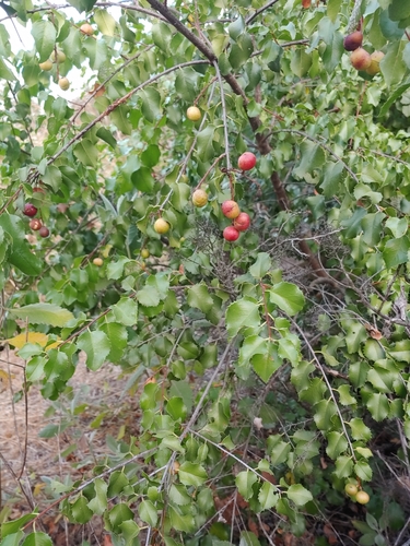 Prunus ilicifolia