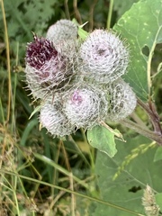 Arctium tomentosum