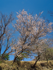 Prunus incisa