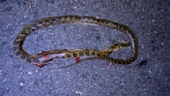 Senticolis triaspis
