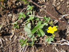 Potentilla freyniana