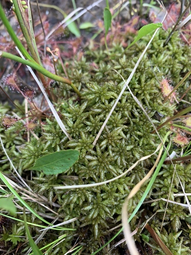 Image of Sphagnum affine by (c) Brandon Corder, some rights reserved (CC BY)