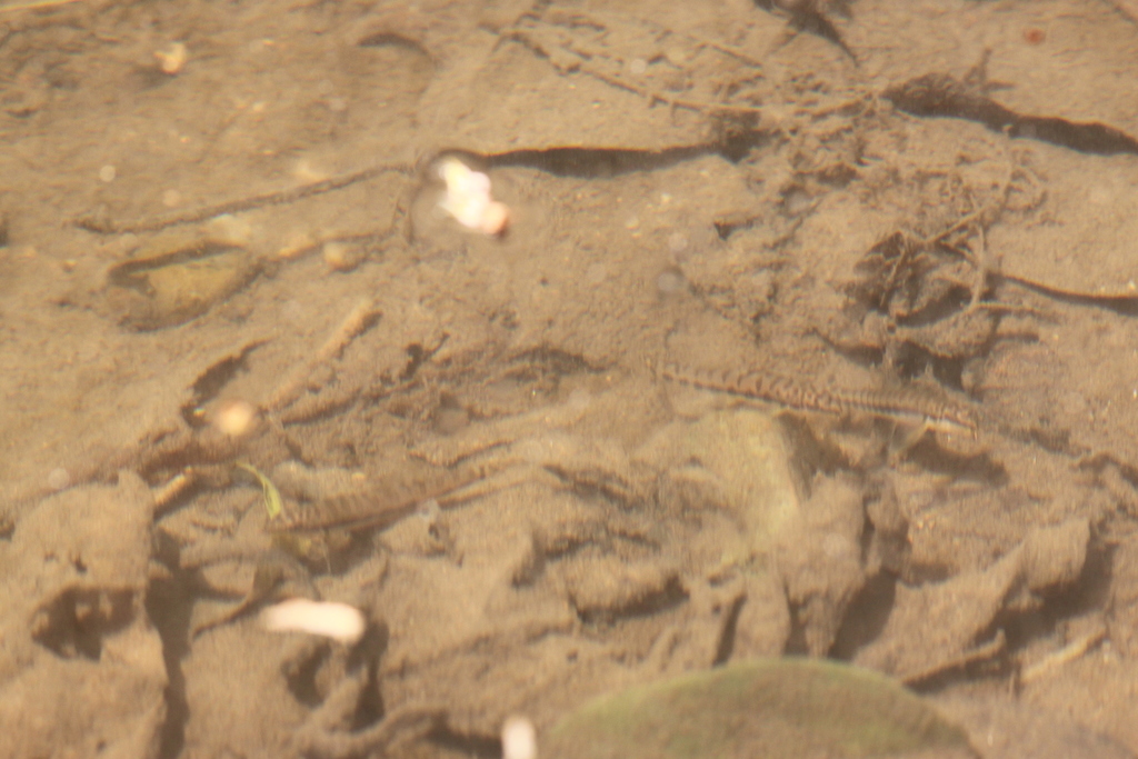 Black-Lined Zipper Loach