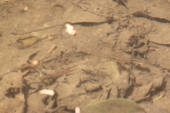 Black-Lined Zipper Loach photo 1