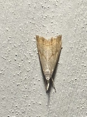 Haimbachia placidellus