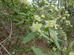 Rhododendron keiskei