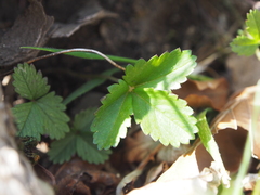 Potentilla freyniana