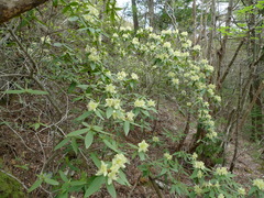 Rhododendron keiskei