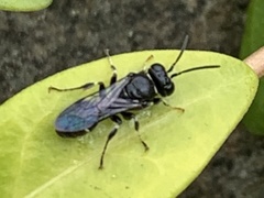 Clitemnestra bipunctata