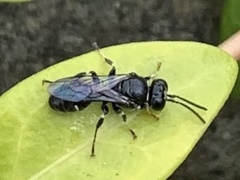 Clitemnestra bipunctata