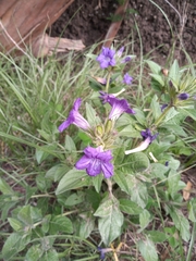 Ruellia lactea