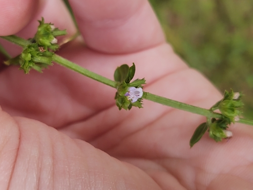 Cantinoa mutabilis, photograph 4
