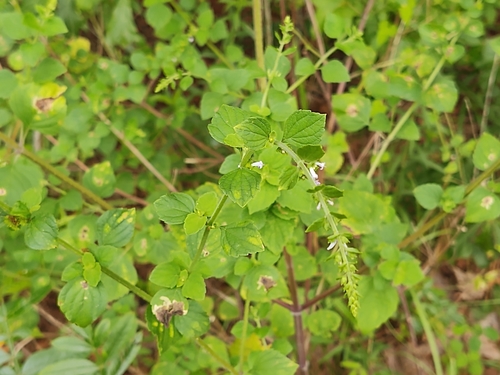 Cantinoa mutabilis, photograph 5