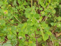 Lauren Gillett, CC0, iNaturalist via GBIF Cantinoa mutabilis, photograph Lauren Gillett, CC0, iNaturalist via GBIF