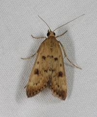 Achyra nigrirenalis