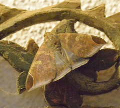 Pindara illibata