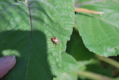 Zygogramma exclamationis