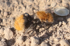 Dasymutilla coccineohirta