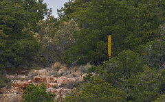 Agave utahensis kaibabensis