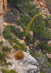 Agave utahensis kaibabensis