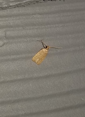 Autosticha kyotensis