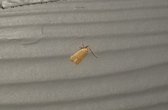 Autosticha kyotensis