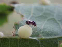 Synergini