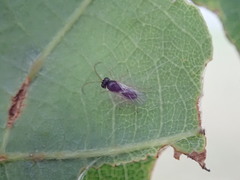 Synergini