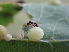 Synergini