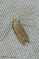 Gelechioidea