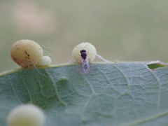 Synergini