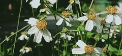 Bidens pilosa