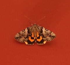 Catocala blandula