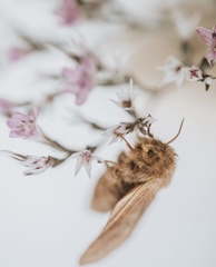 Malacosoma franconicum