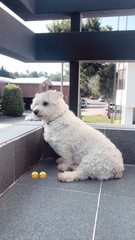 Canis familiaris