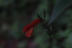 Salvia stolonifera