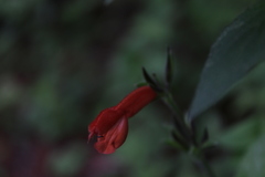 Salvia stolonifera